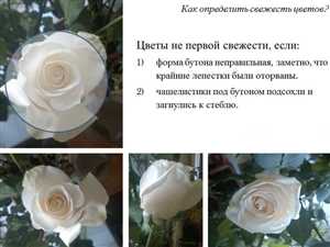 Как оценитьfresh/> свежесть цветов при доставке