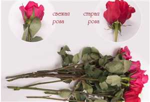 Советы по выбору флориста для заказа